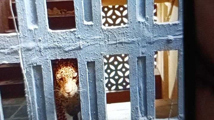 Mumbai Suburbs Leopard Stray: 3 Injured in Mira-Bhayander