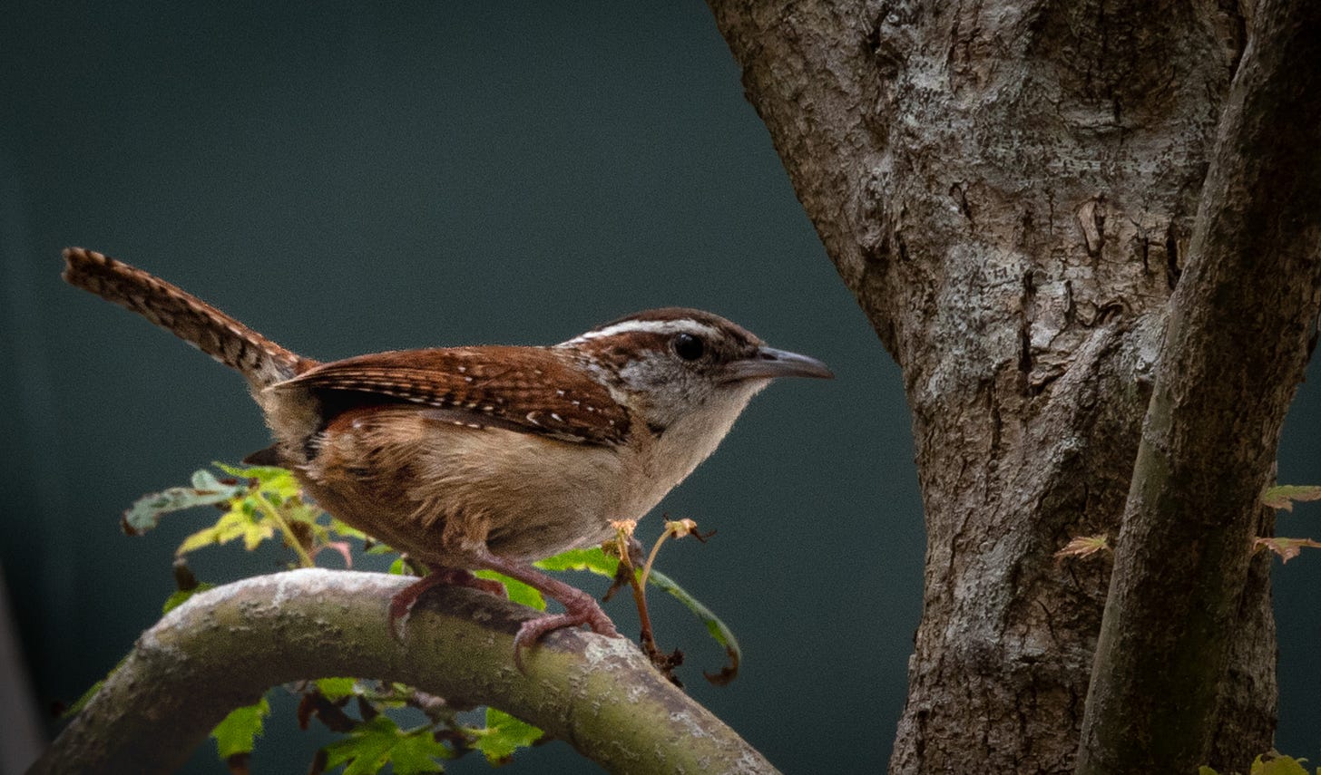 Adult Carolina Wren keeps a watchful eye sitting on a tree branch.