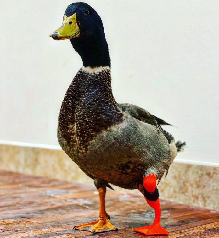 Duck with prosthetic leg