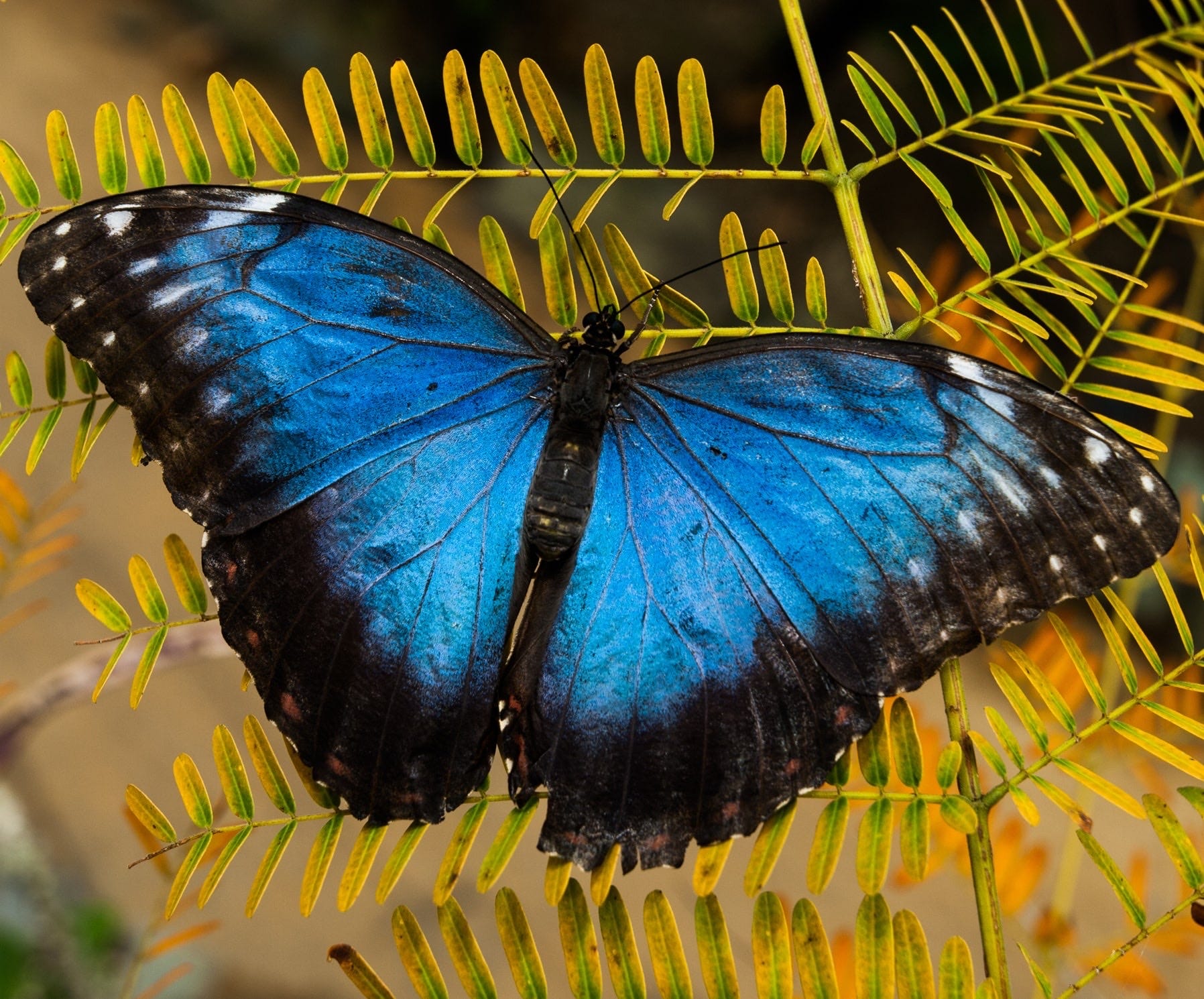 Johrey’s Newsletter