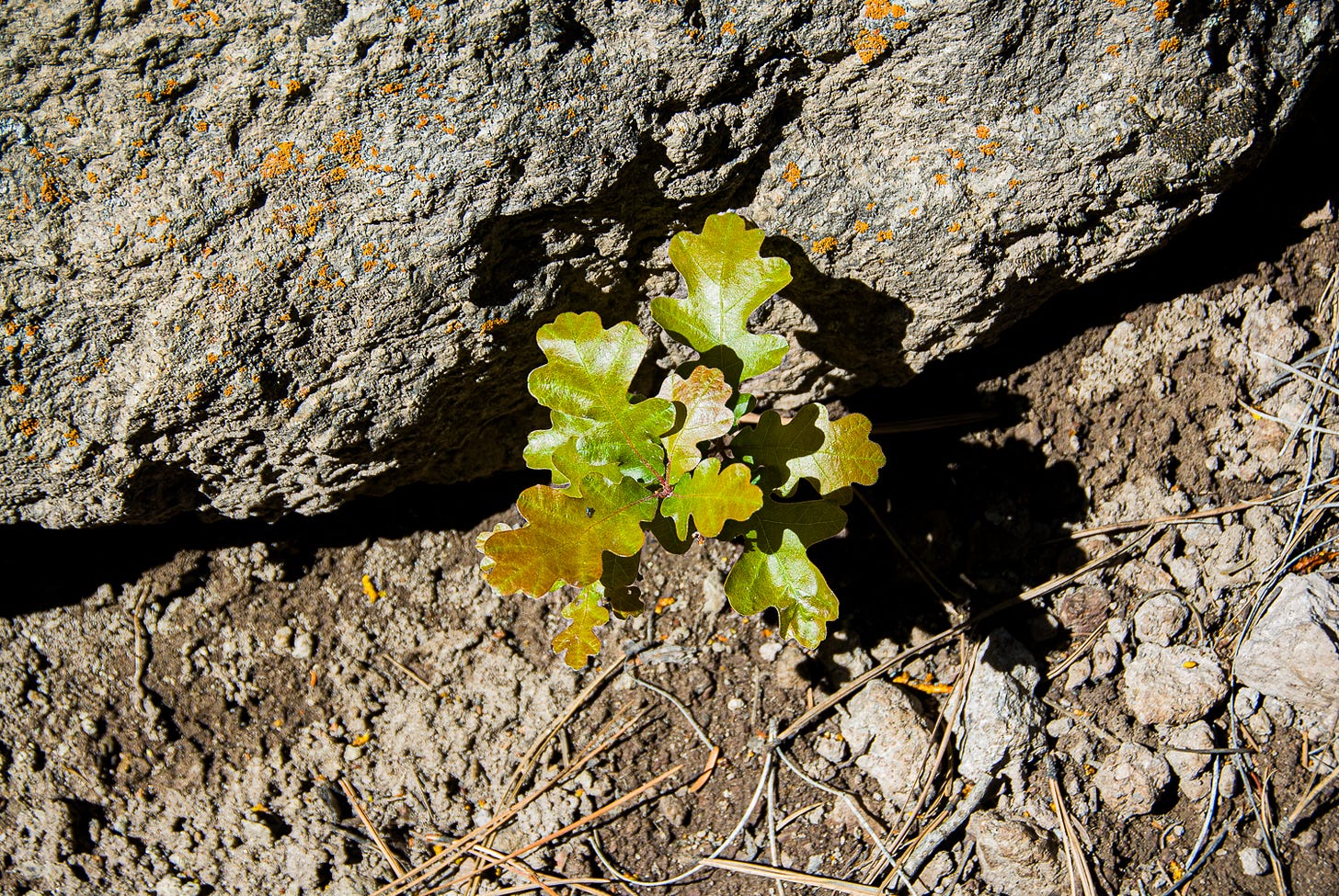 A small oak seedling surrounded by rocks