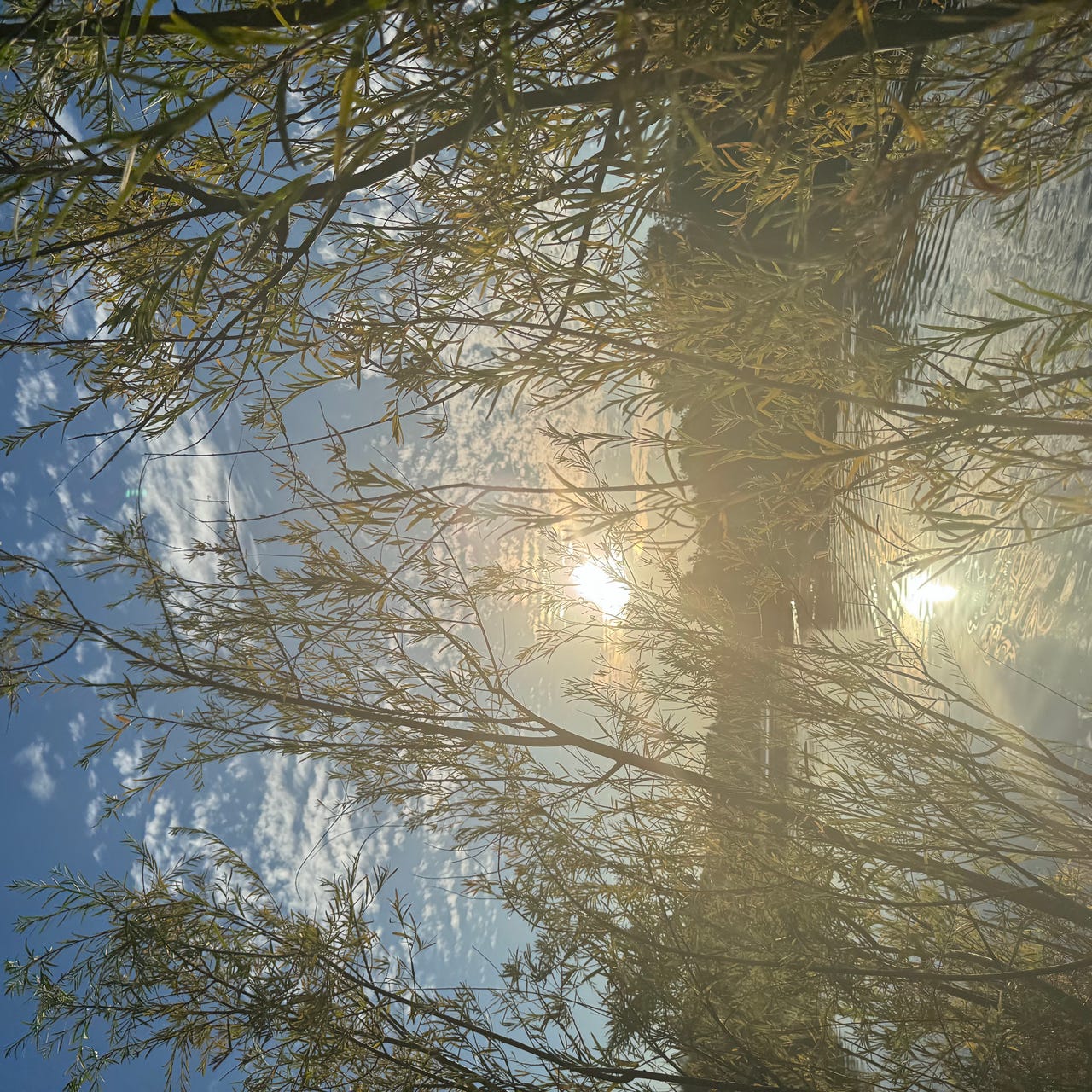 Shadows of Evergreen