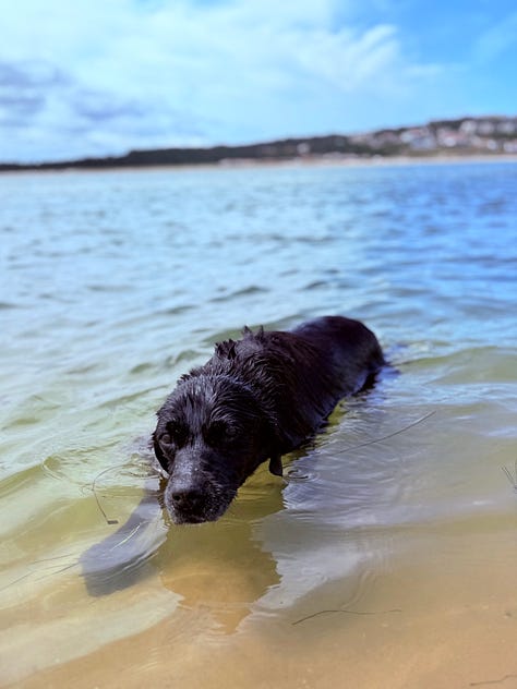 Labradors
