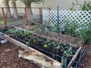 my lattice sun shade in the garden helping to cool the temperature for my tomatoes a bit