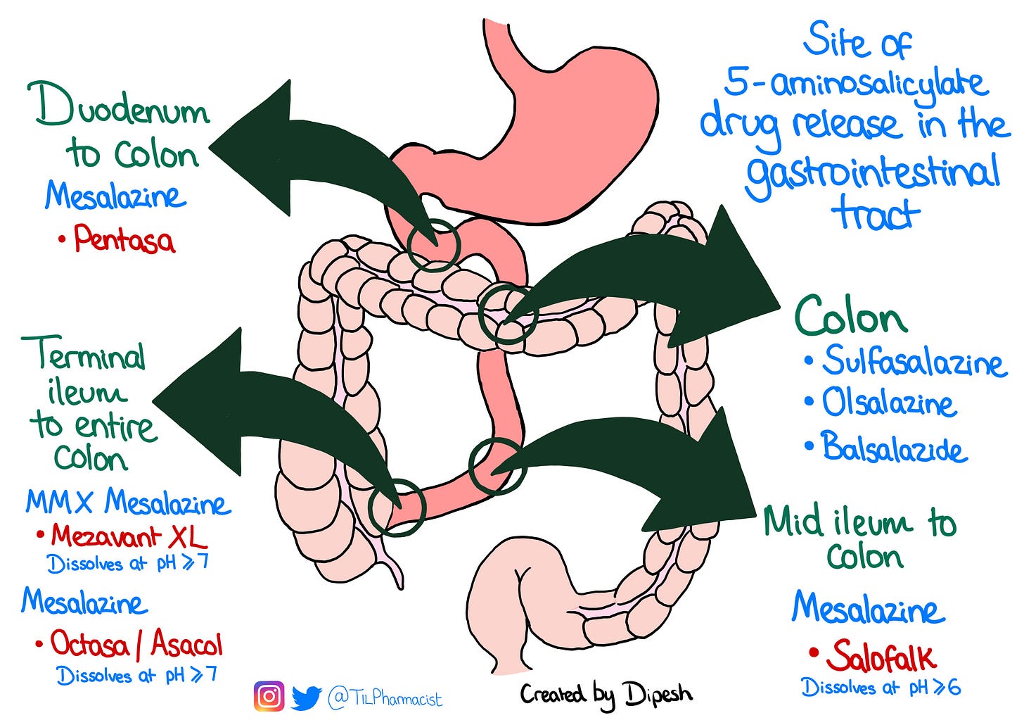 Site of 5-aminosalicylates drug release in the gastrointestinal tract, from TILpharmacist Site of 5-aminosalicylates drug release in the gastrointestinal tract, from TILpharmacist