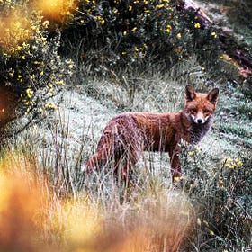 Walk on the Wild Side: The Top of LettsSafari's Dawlish Park Uncovered