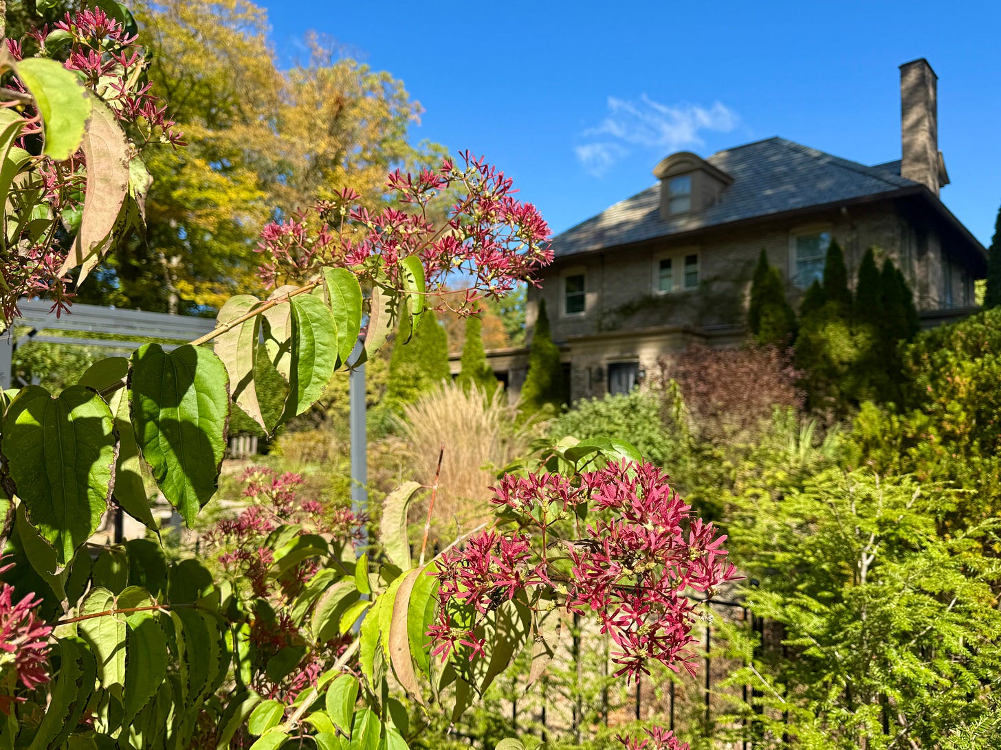 Seven-sons tree (Heptacodium) in Camassia Curb looking back to the Cottage Garden. The trees are just starting to turn this year, which is much later than the last few. 