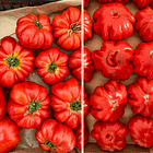Tomato varieties in a Tuscan market