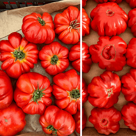 Tomato varieties in a Tuscan market