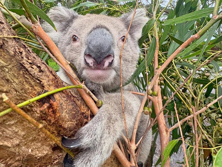 Work Closely With Australia’s Iconic Wildlife Work Closely With Australia’s Iconic Wildlife