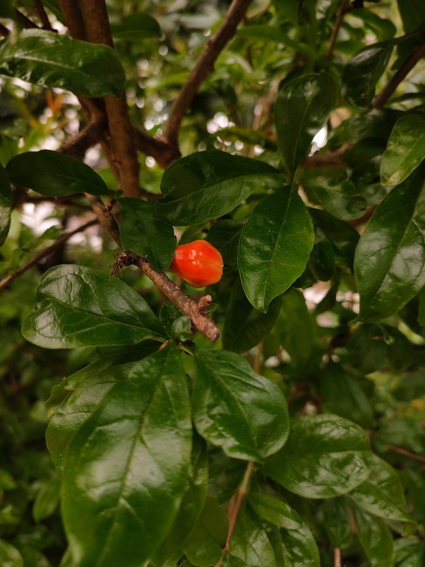A tiny pomegranate blossom glowing among dark green leaves.