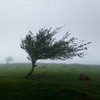 Windy