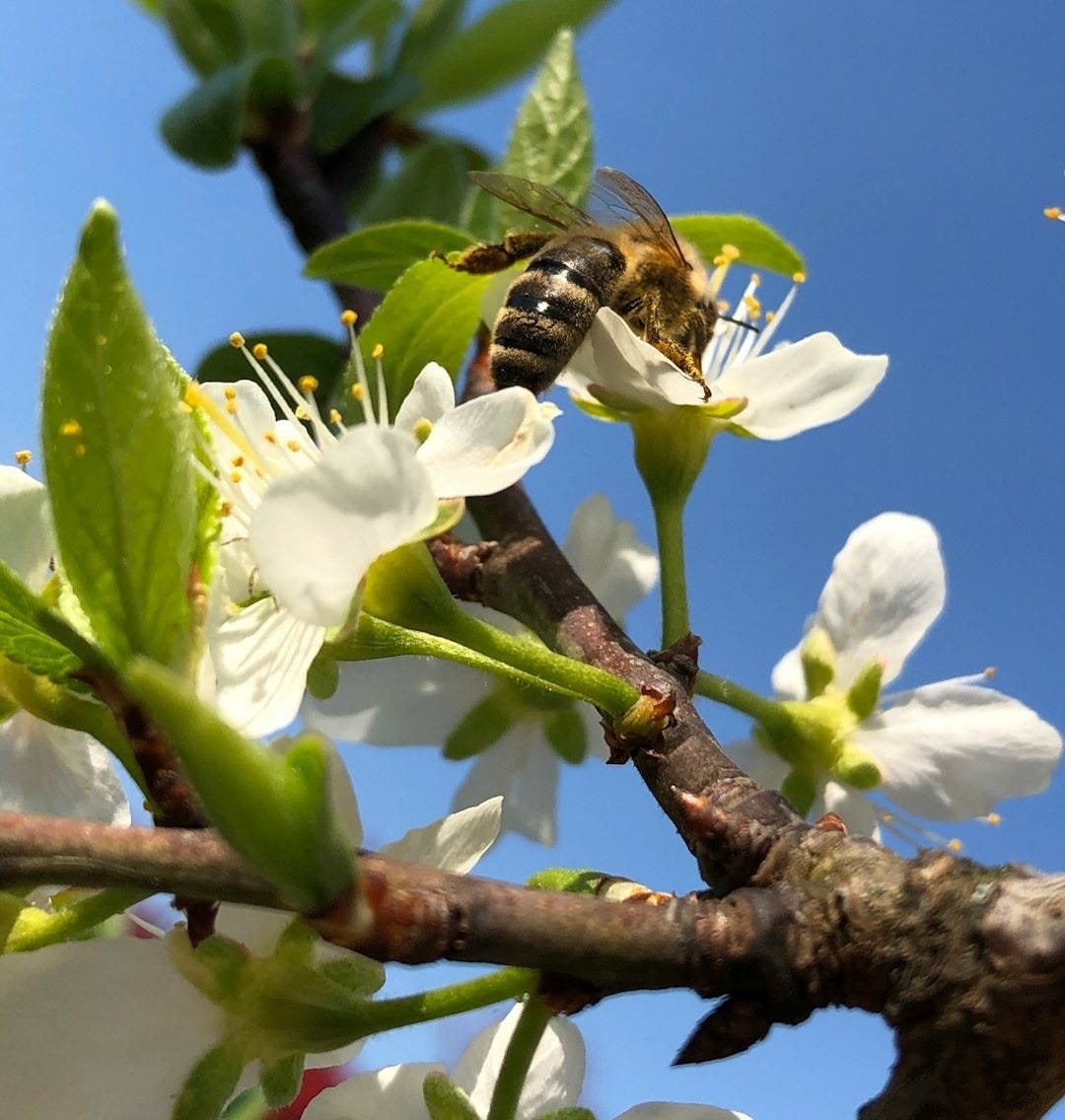black and brown bee on white flower black and brown bee on white flower