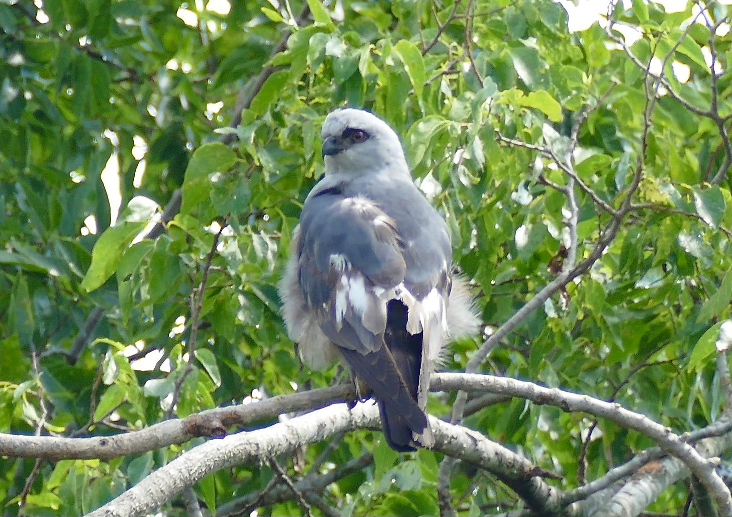 Crested Mississippi kite in hackberry