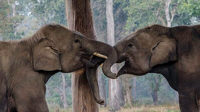 File:Elephant Kisses (134055861).jpeg