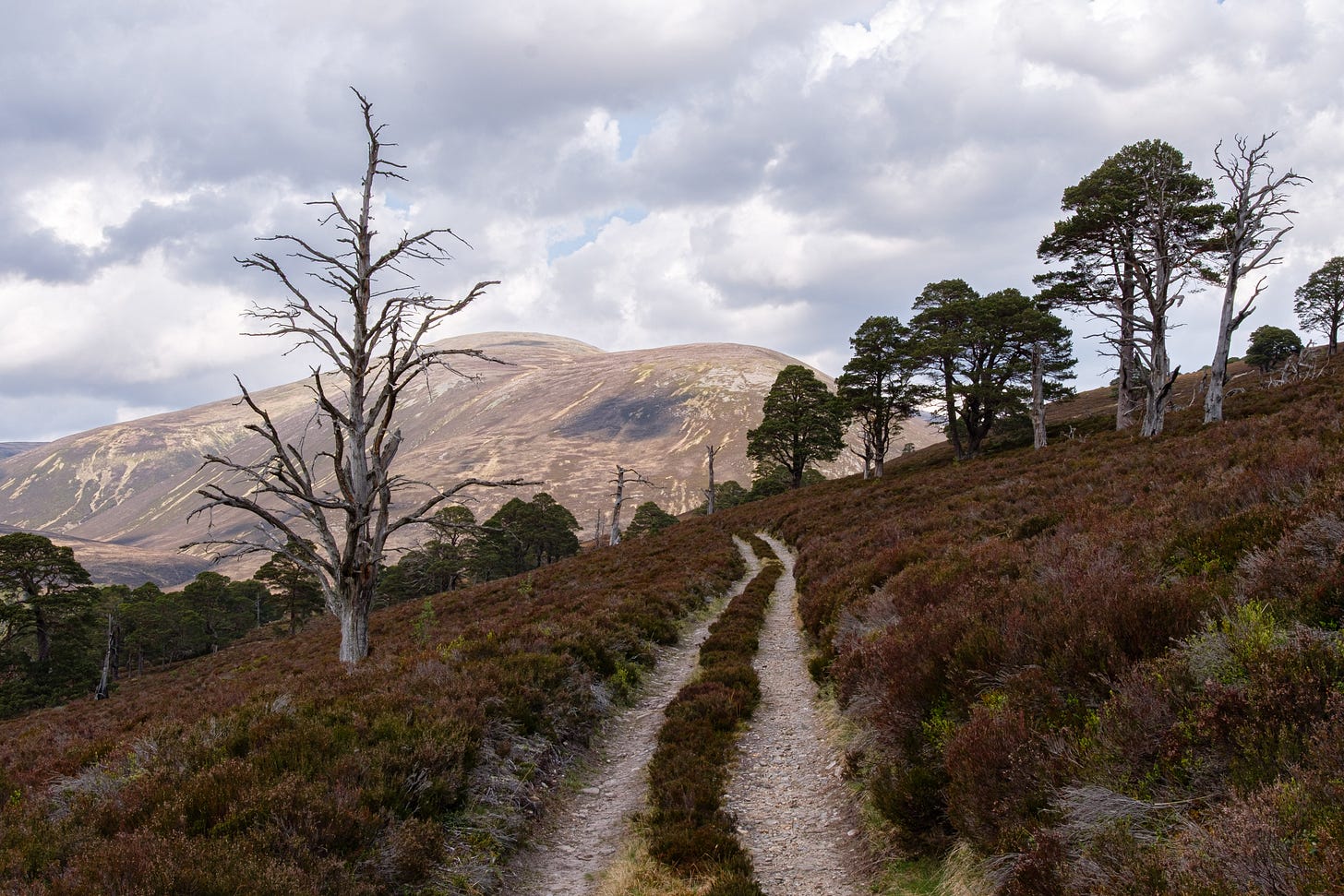 A long, narrow trail leads into the distance through heather-covered ground and scattered trees. The hills in the background glisten in sunlight, while dramatic clouds roll across the sky. The atmosphere feels remote and peaceful, evoking a deep sense of solitude and presence in nature.