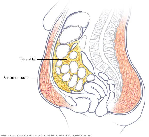 The Truth About The Menopause Belly