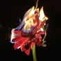 aliz GV's avatar
