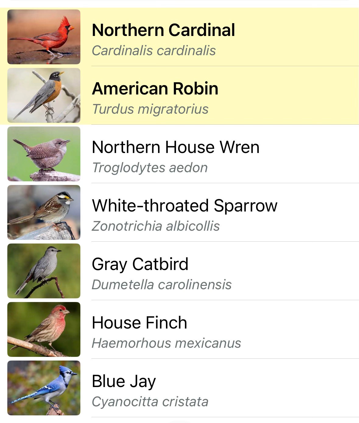 list of birds, pictures, Latin names