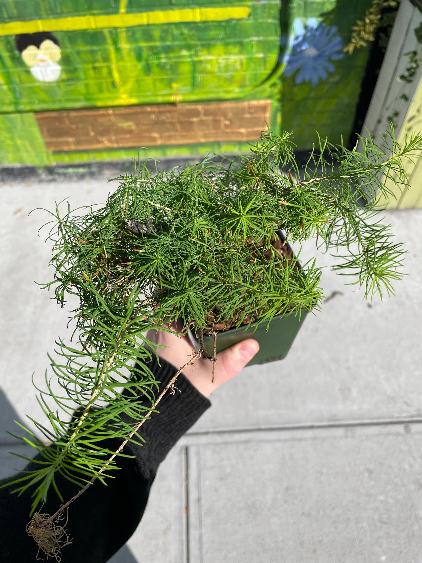 ID: Photo of the larch taken from above.