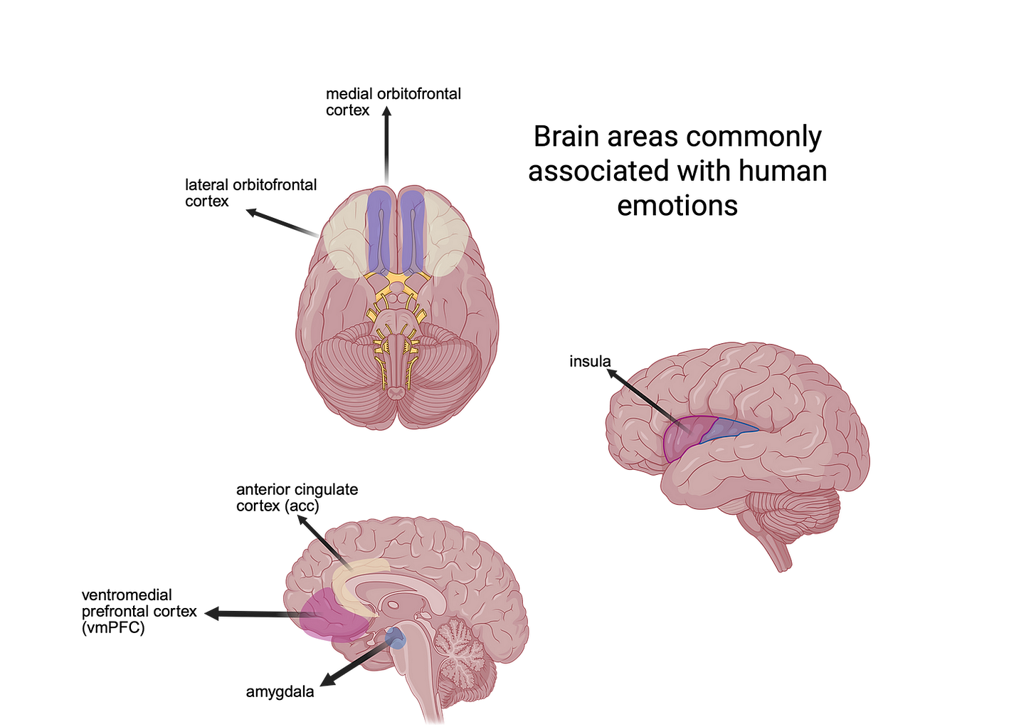 Created in  https://BioRender.com