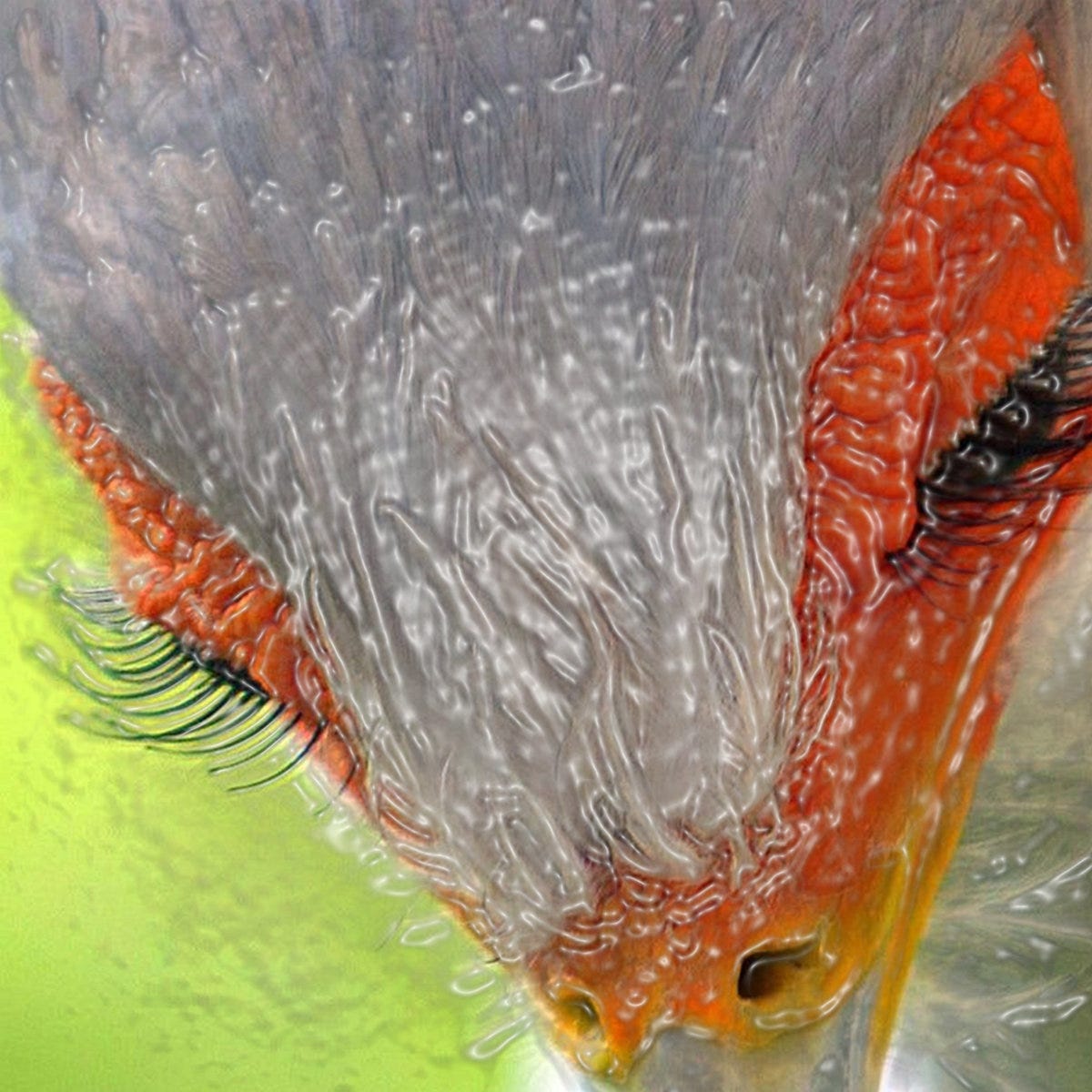 Marfa Lights MP3 Club