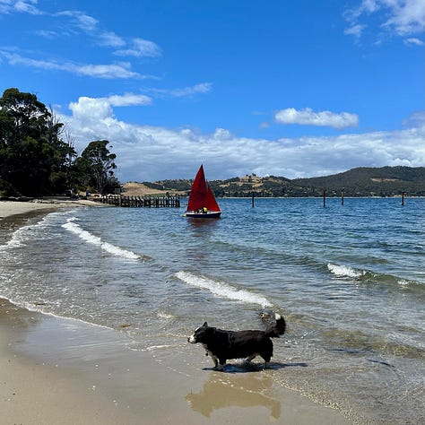 pretty green wallpapers and a picture of our Corgi at the Tinderbox marine reserve