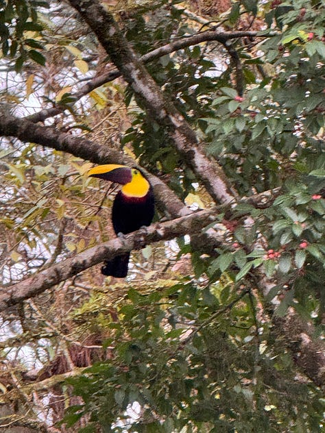 Images from the rainforest.