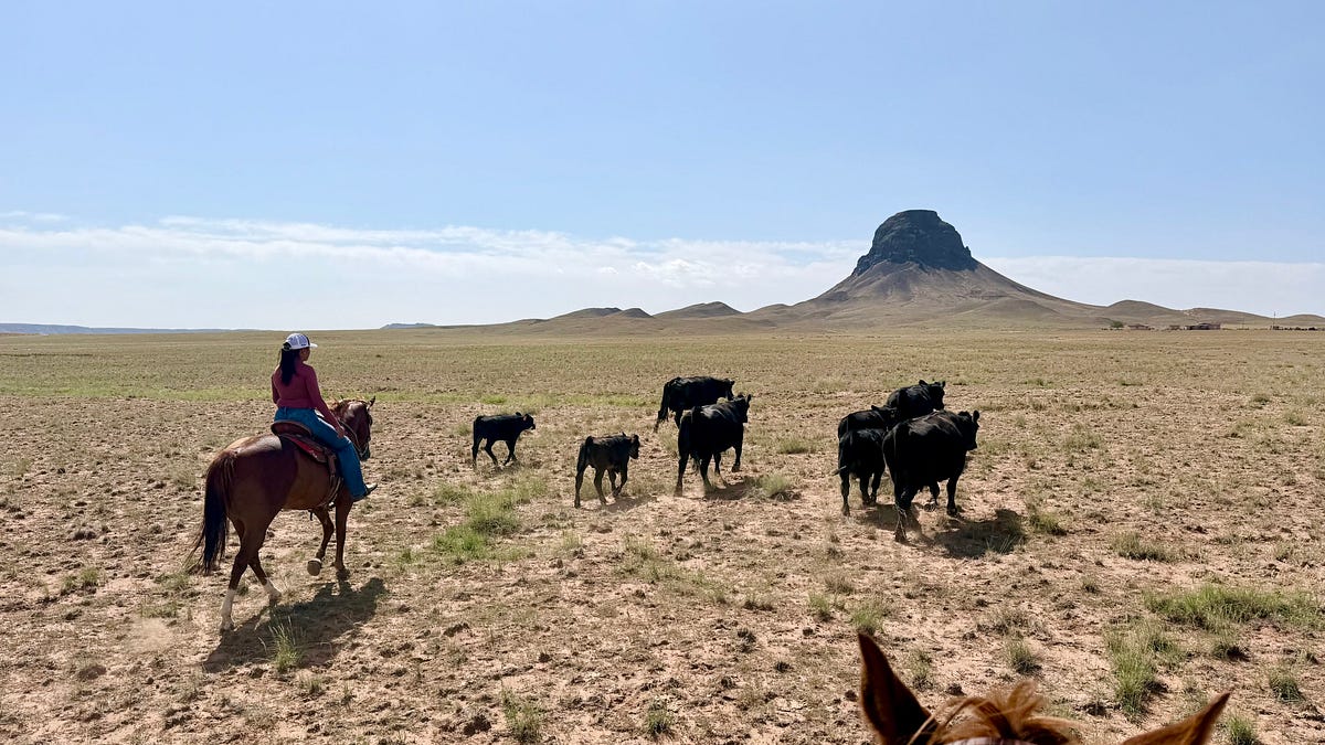 Why I left my Stanford Professorship to Become a Cowboy
