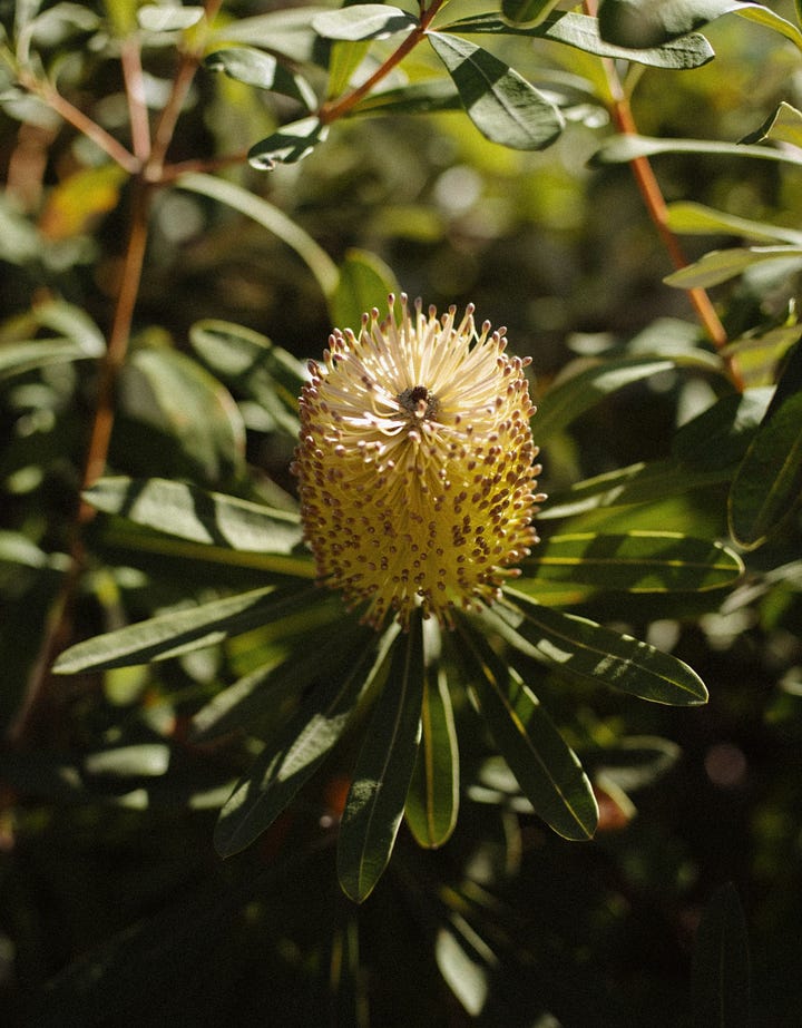 The weird and wonderful flowers grown by Peads & Barnetts (and sold at Good Things).