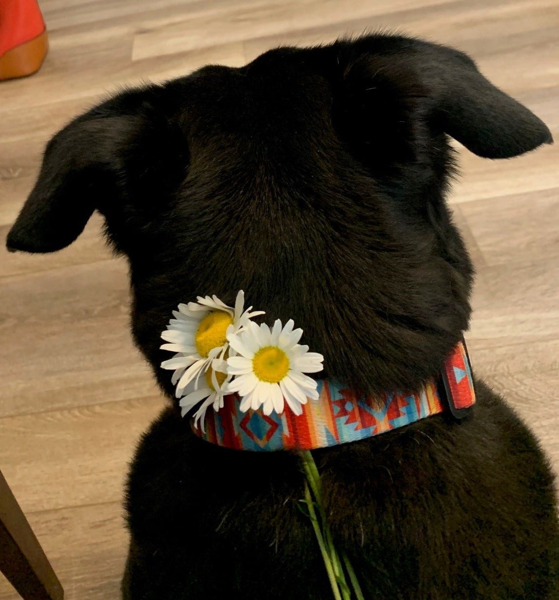 Back of black dog's head, flowers tucked in dog collar
