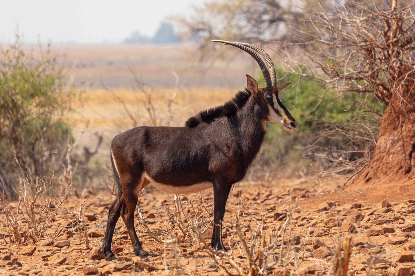 A picture containing outdoor, grass, mammal, antelope

Description automatically generated