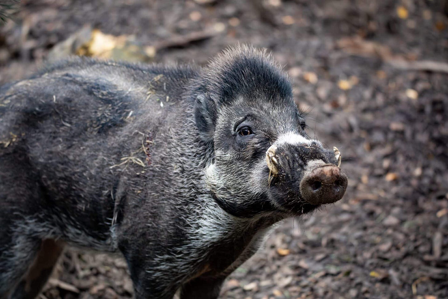 Visayan warty pig | Sus cebifrons negrinus | Marwell Zoo