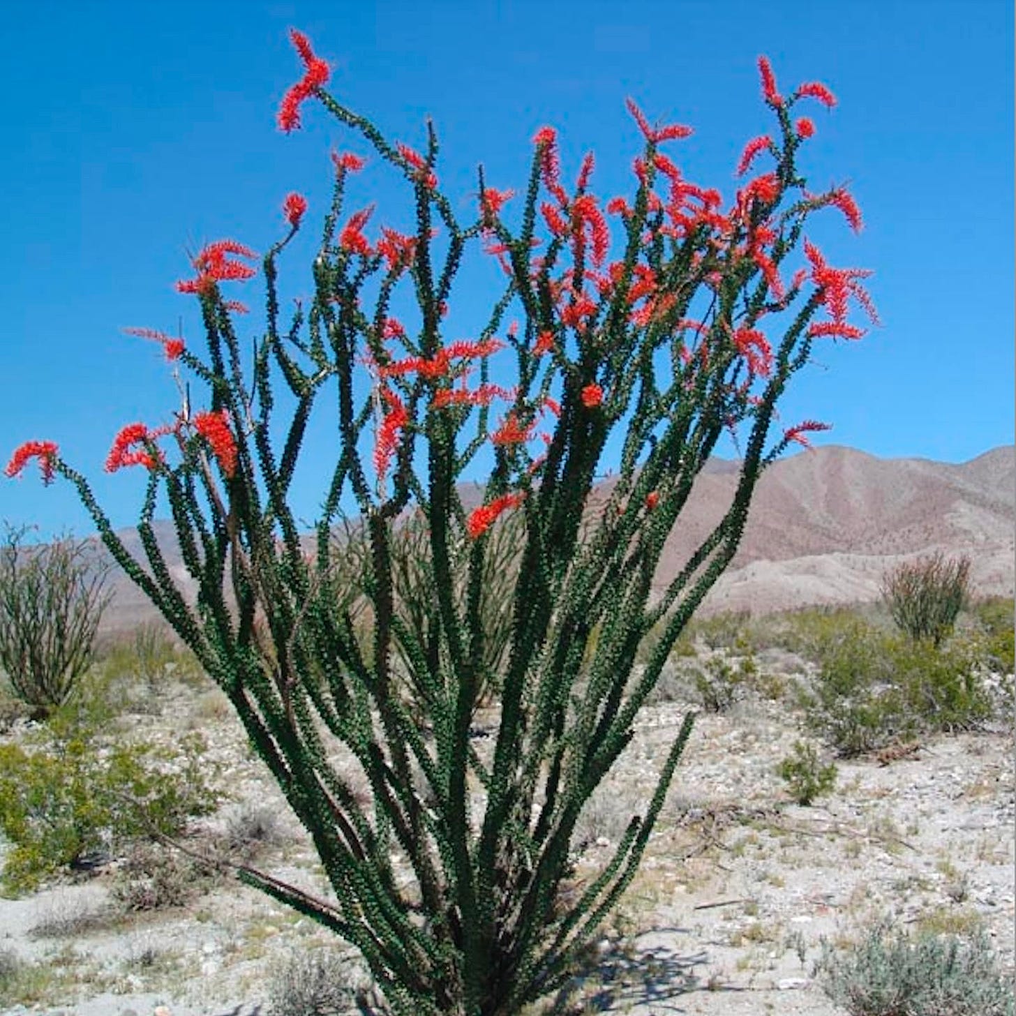 Amazon.com : Ocotillo (Fouquieria splendens) - Live Plant Cutting -  Propagation Ready - Vibrant Red Flowers : Patio, Lawn & Garden