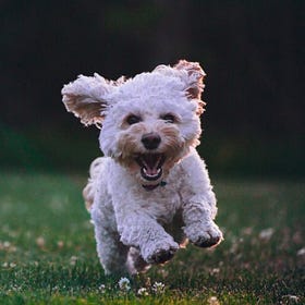 How Does An Idea Turn Into An Asset?