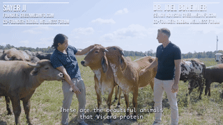 Cows Final.mp4