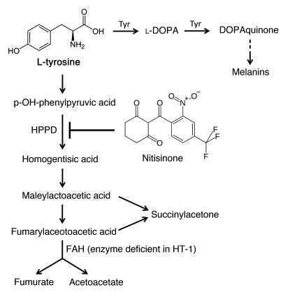 JCI - Nitisinone improves eye and skin pigmentation defects in a mouse model of oculocutaneous albinism JCI - Nitisinone improves eye and skin pigmentation defects in a mouse model of oculocutaneous albinism