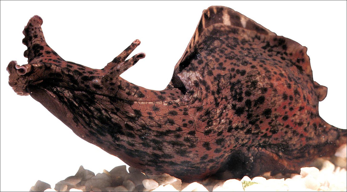 Scientists inject one snail's memories into another's brain