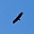 runaway's avatar