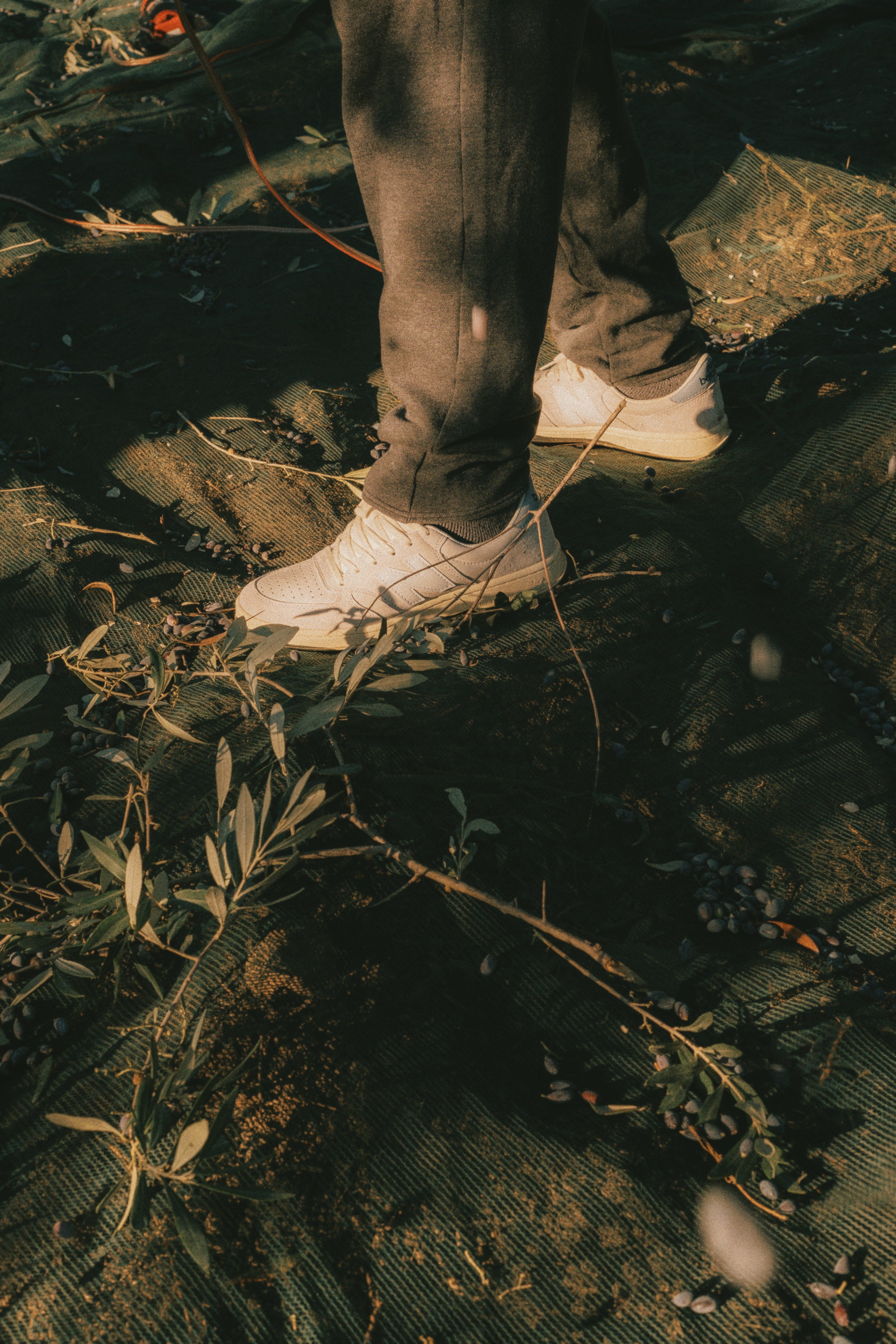 Mind, Body, Soul, Olive Oil - by SLOP Magazine