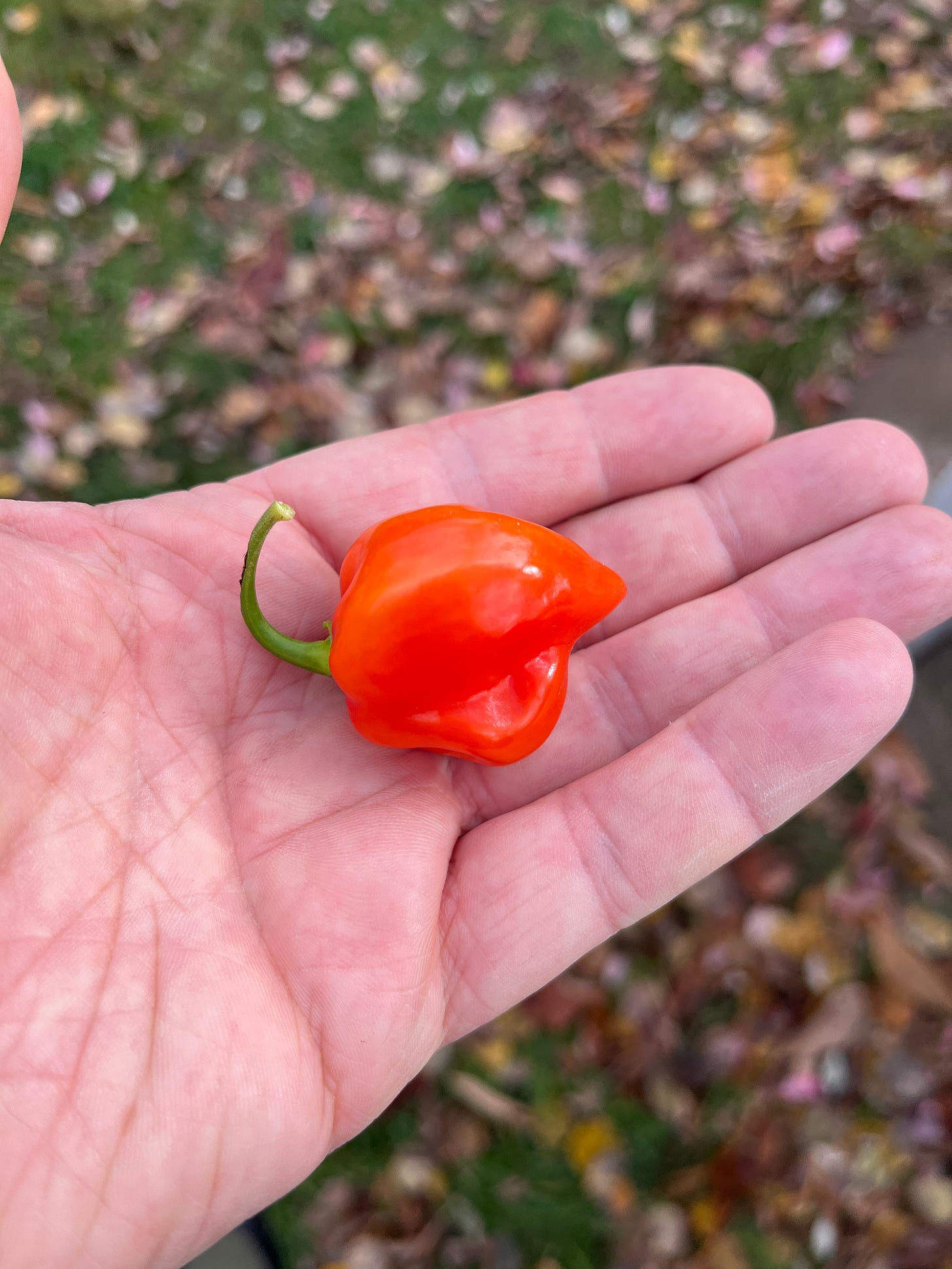 A small red habanero pepper sitting in the palm of my hand