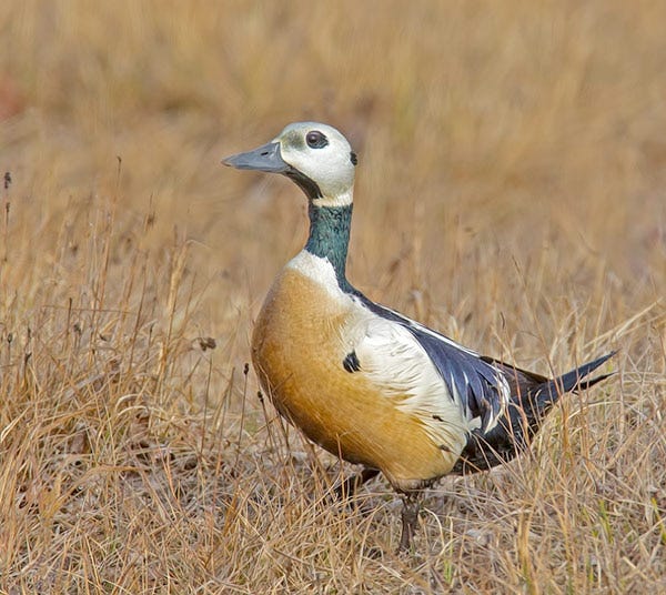 stellers eider male