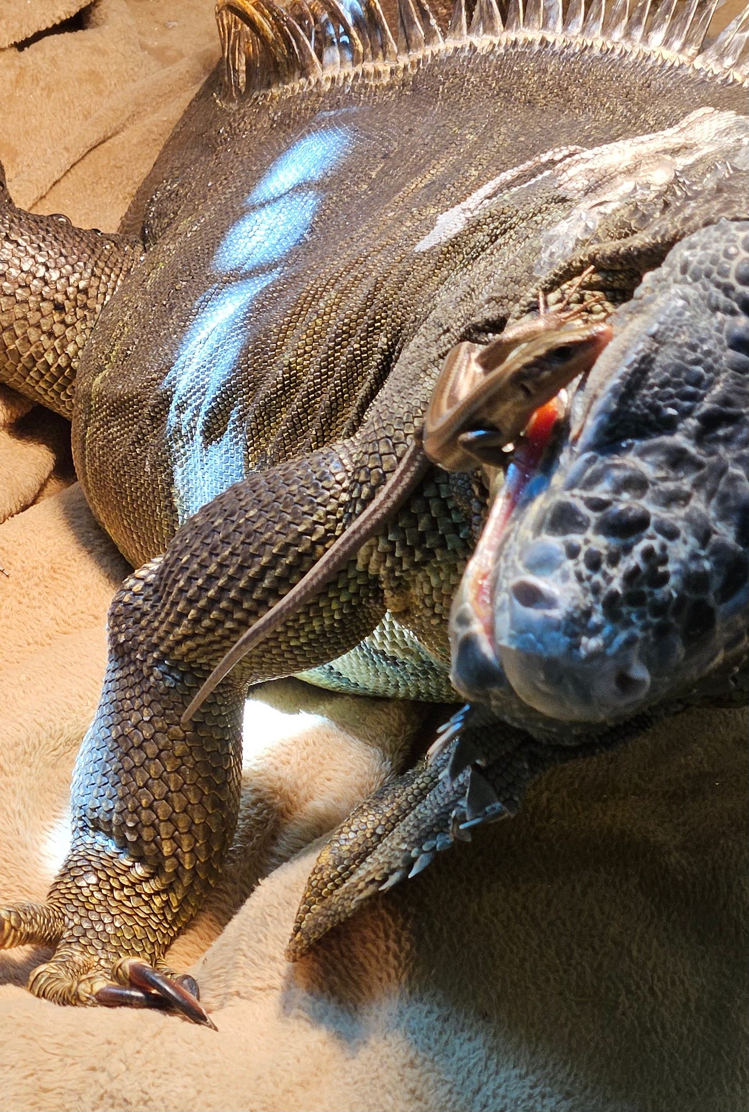 A skink climbs on an iguana's closed mouth A skink climbs on an iguana's closed mouth