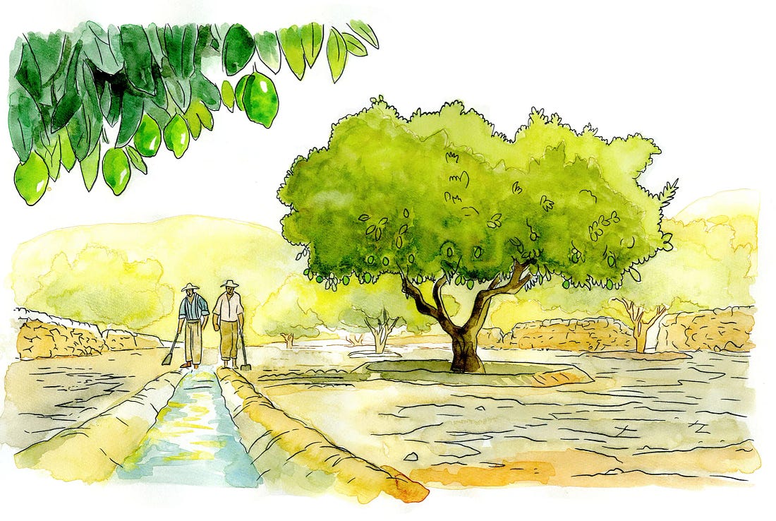 Ink and watercolor sketch of two citrus farmers near Ortigia preparing to flood a parched Femminello lemon tree, the summer watering that forces the Verdello crop. Ink and watercolor sketch of two citrus farmers near Ortigia preparing to flood a parched Femminello lemon tree, the summer watering that forces the Verdello crop.