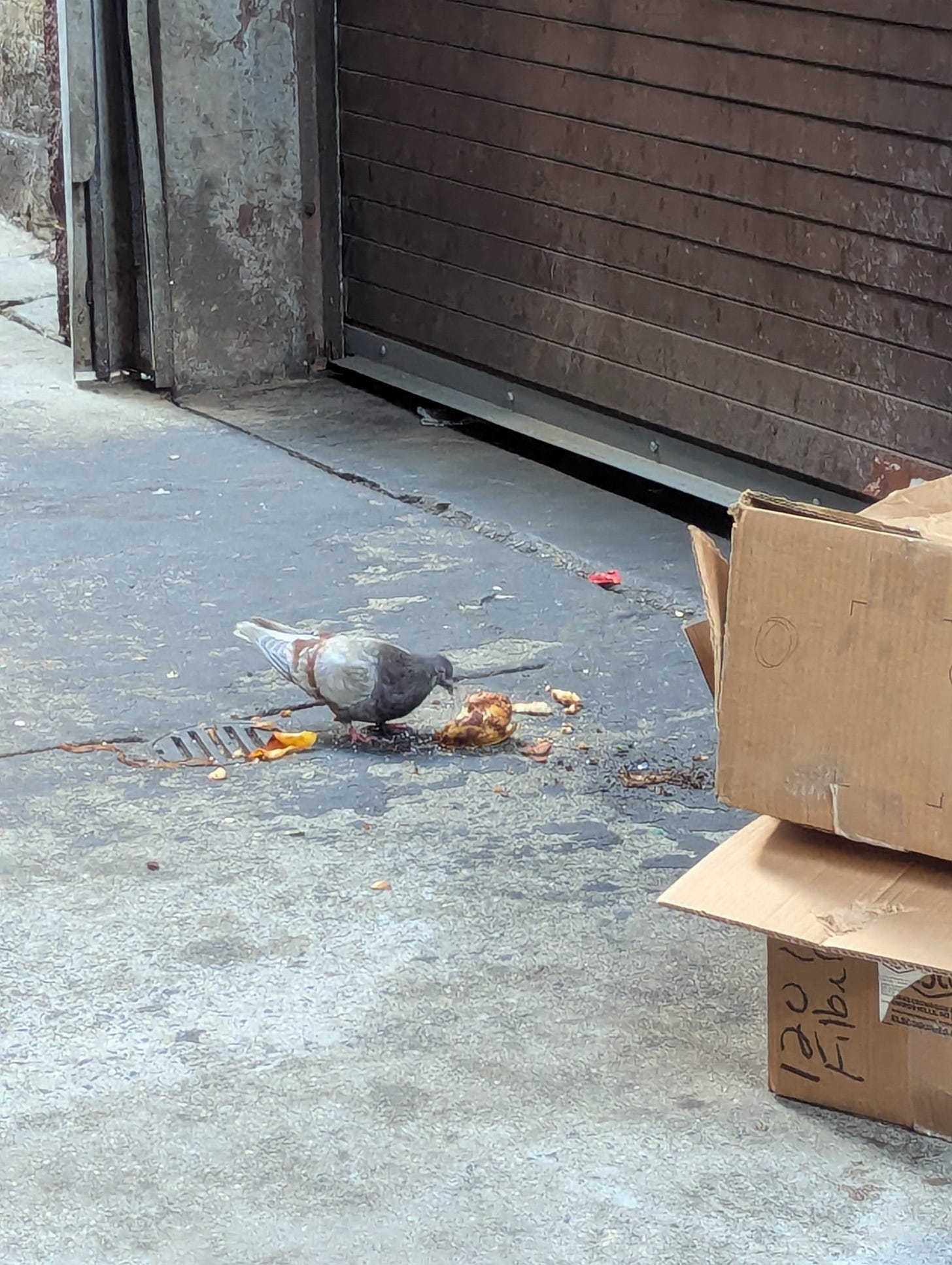 Pigeon with a lump of bread on an asphalt surface