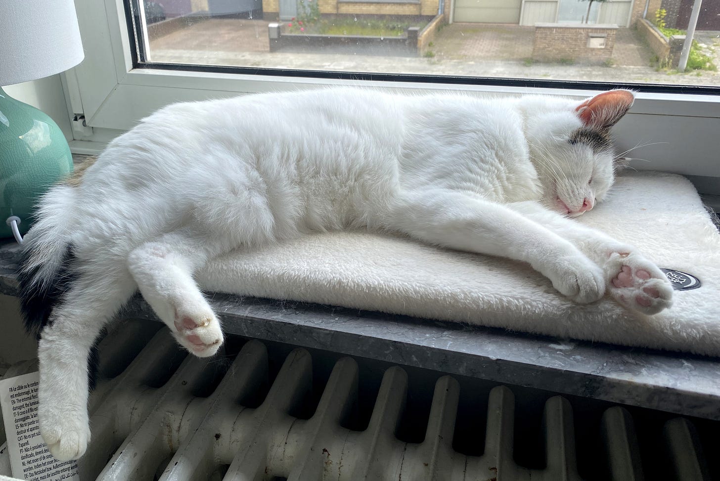 Bailey, a white cat, is sound asleep on the windowsill above a heater, with his legs dangling over the edge. His relaxed posture shows he's completely conked out, enjoying the warmth and comfort of the spot. Bailey, a white cat, is sound asleep on the windowsill above a heater, with his legs dangling over the edge. His relaxed posture shows he's completely conked out, enjoying the warmth and comfort of the spot.