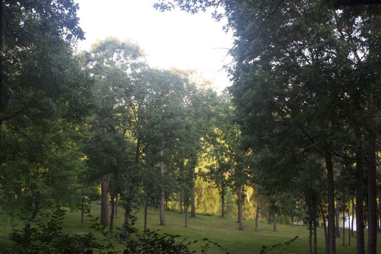 A forest of trees in a grassy area

Description automatically generated