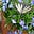 sharulata's avatar