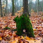 ShhDragon’s Newsletter