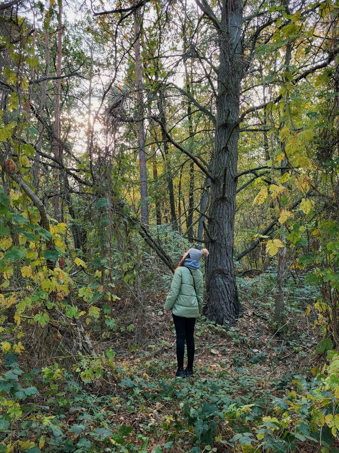 a person standing in the woods looking up at a tree a person standing in the woods looking up at a tree